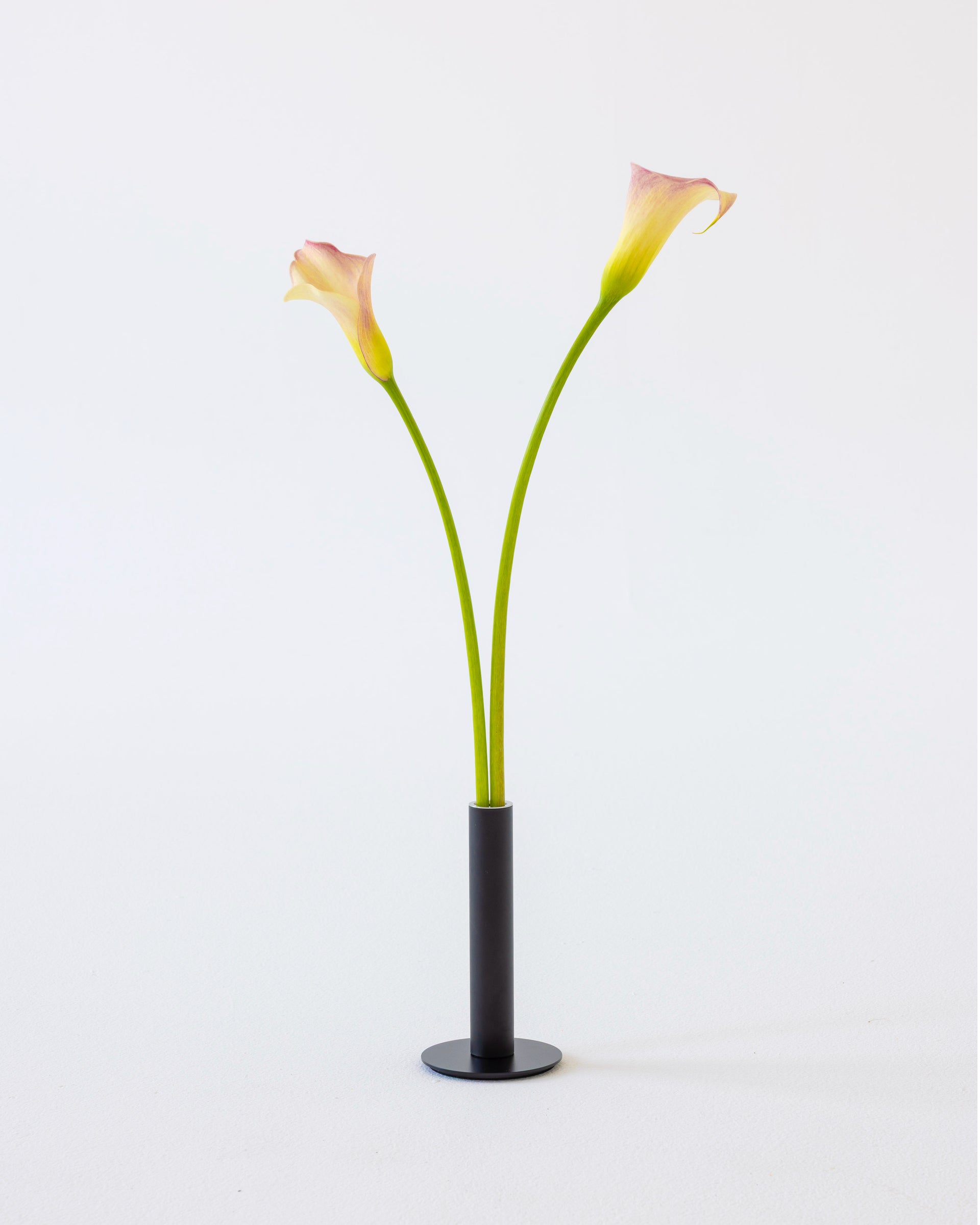 Halo Mag Bloom